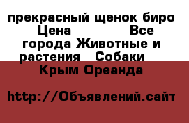 прекрасный щенок биро › Цена ­ 20 000 - Все города Животные и растения » Собаки   . Крым,Ореанда